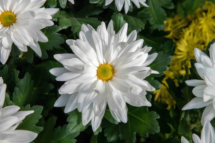 A guide to choosing mums for the fall garden — beyond the classic cushion